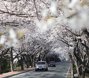 金谷寺桜道外歩き 康津郡