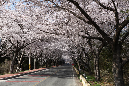 금곡사 벚꽃길