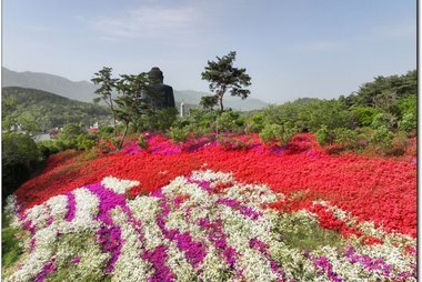 강진 서부해당화 봄꽃축제