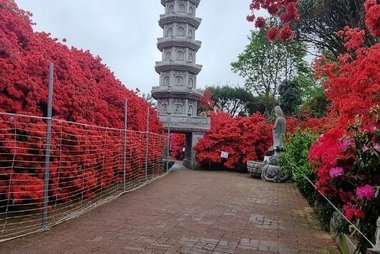 강진 서부해당화 봄꽃축제