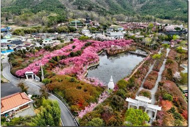 강진 서부해당화 봄꽃축제