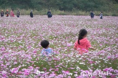 강진만 생태공원 코스모스 밭