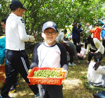 매실나무에서 매실을 따고있는 사람들과 어린이의 모습