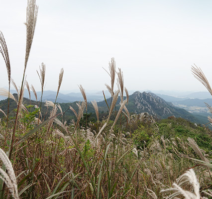 갈대밭에서 올려다본 주작산전경