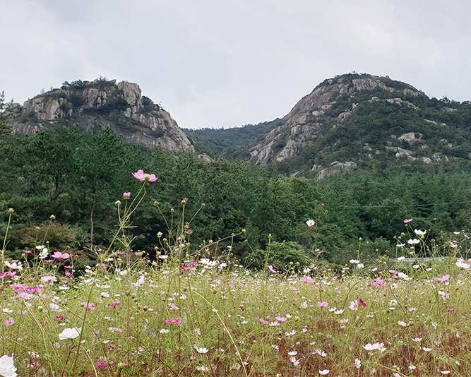 코스모스 밭에서 올려다본 주작산