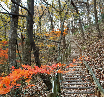 단풍이 곱게물든 만덕산 등산길