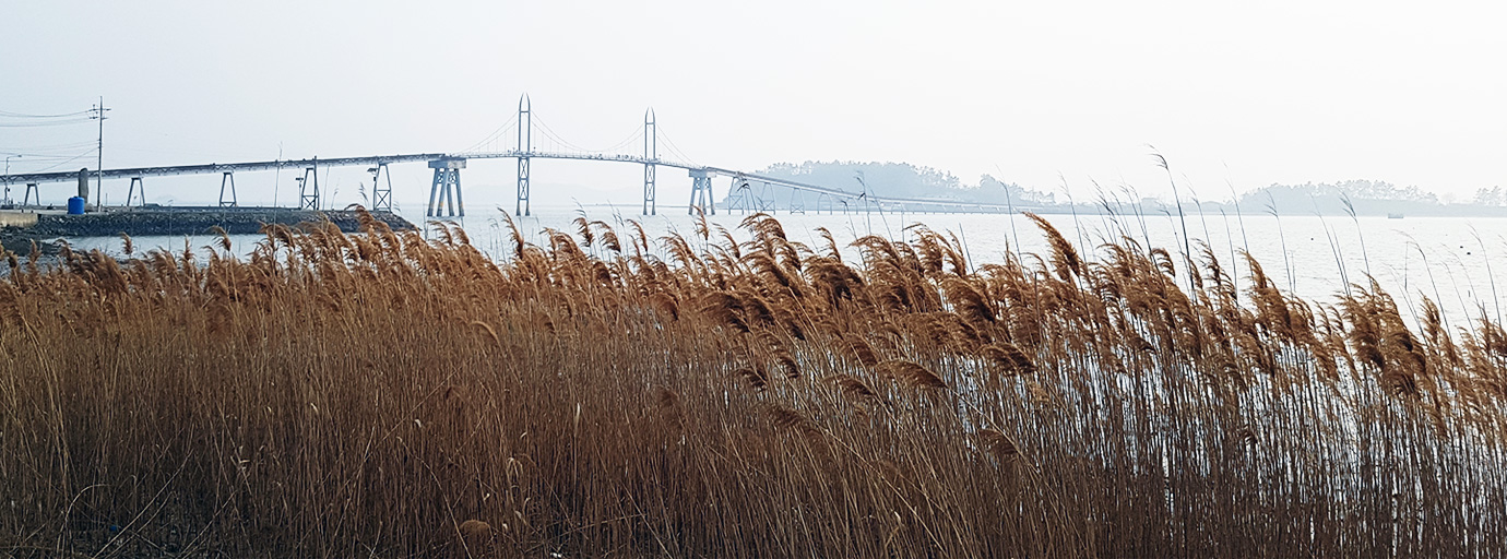 갈대밭 뒤로 보이는 출렁다리 전경